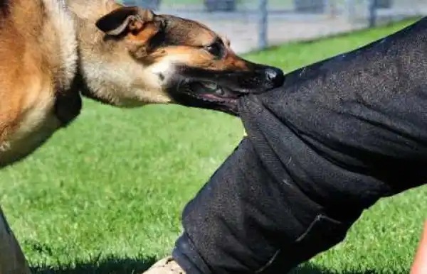 Dog Dies Fighting Female Suicide Bomber At Maiduguri Wedding Party